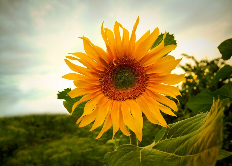 5 Benefits of Sunflowers for Your Skin