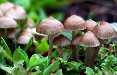 5 incredible advantages of mushrooms for your skin