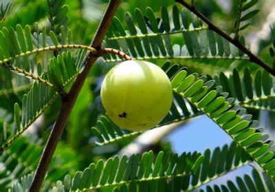 If you consume Amla regularly, what happens to your skin?
