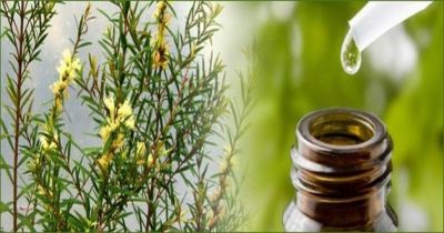 Tea tree oil will solve your skin problems