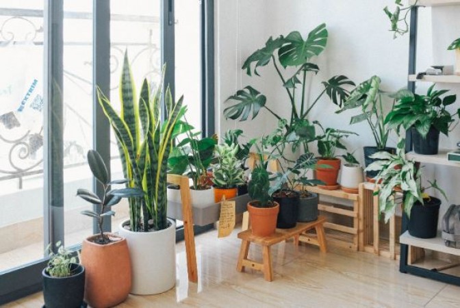एक स्वस्थ और वाइब्रेंट घर के लिए 7 पौधे जिन्हे आप घर के अंदर लगा सकते है