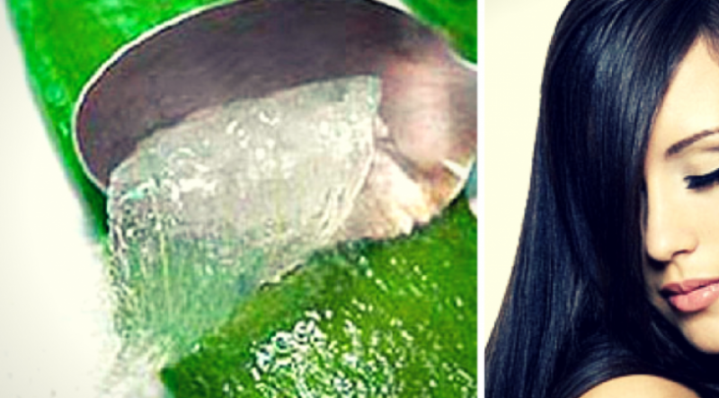 Use of aloe vera to get long hair