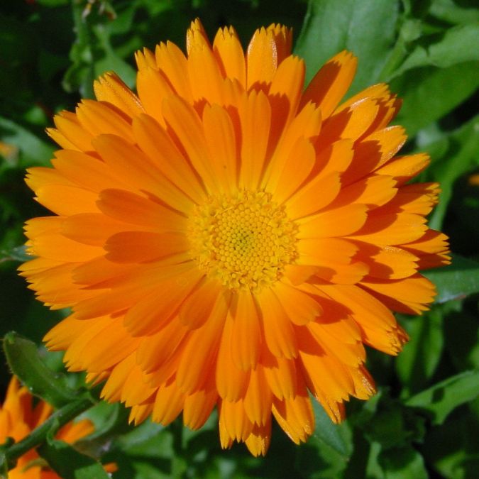 Use calendula flowers for natural treatment of skin problems, Know benefits