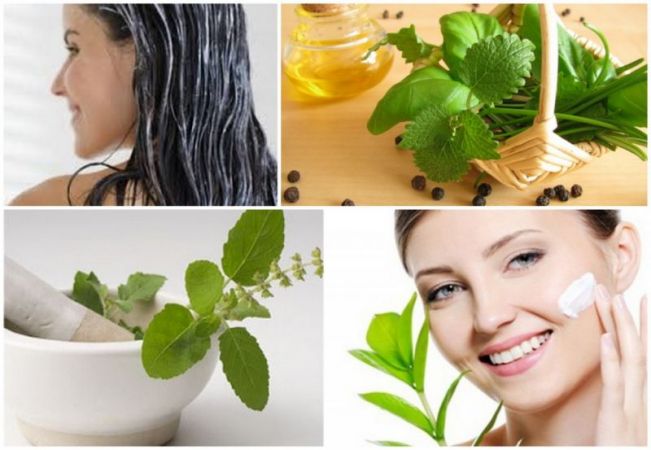 Skin gets freshness with  this basil leaves face pack