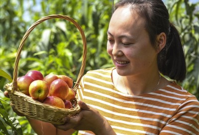 Chinese researchers reveal why skin of nectarines is smooth rather than fuzzy