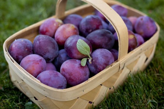 Skin benefits of Plum cannot be ignored
