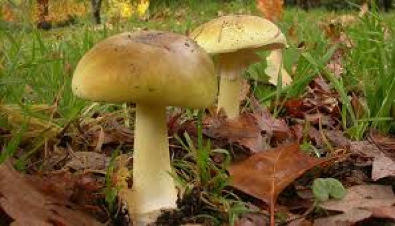 Mushroom is the secret key to stay young