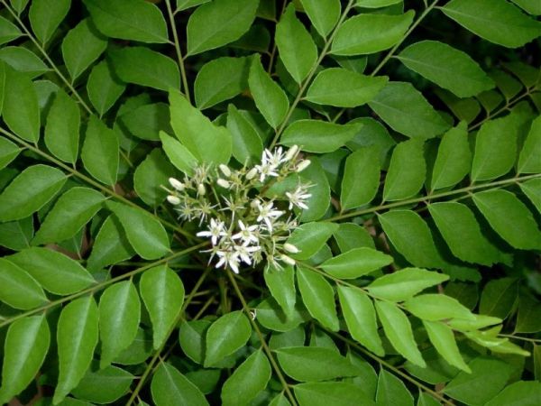 Curry Leaf removes dandruff from hair
