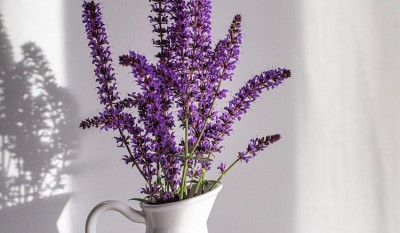 These 5 Houseplants Bring Serenity and Calmness into Your Home, Keep Them Intact