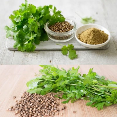 Coriander for hair: Why you should use this kitchen ingredient on your hair & how it will solve ALL hair woes