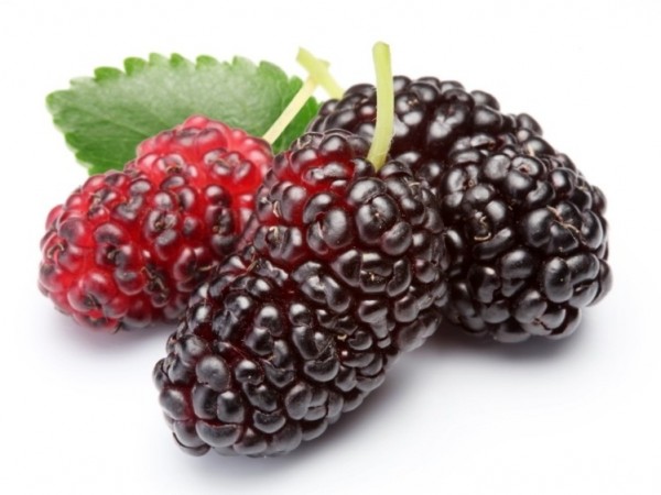 Mulberry Extract : A fruitful blessing for dry, dull, and ageing skin