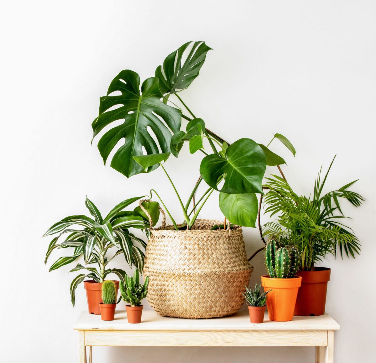 Greeny home decor tips; houseplants for beginners