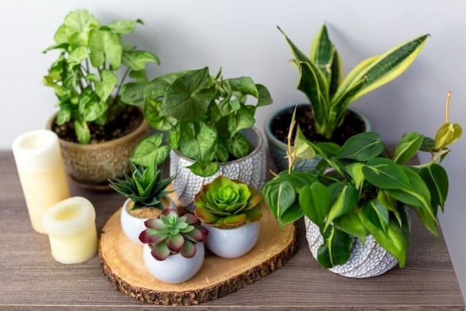 Greeny home decor tips; houseplants for beginners