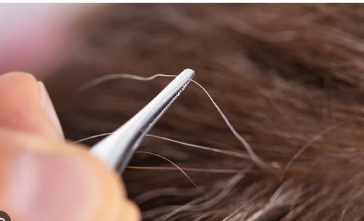 Does plucking one gray hair make two grow back?