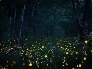 Such a magical forest of India, which glows at night!