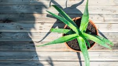 Use aloe vera like this in summer, your body will remain cool