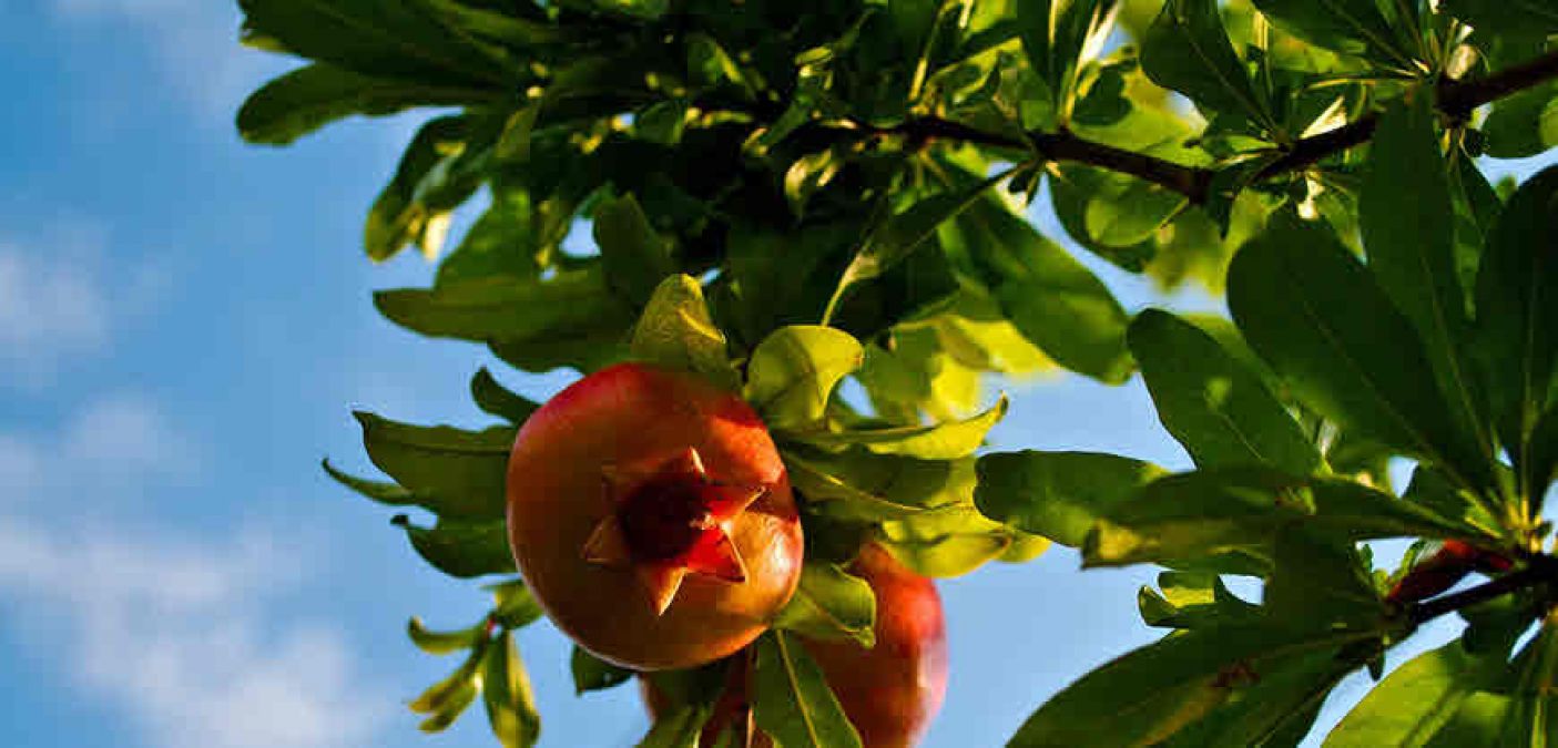 Pomegranate leaves remove wrinkles and skin problems, Know how to use?