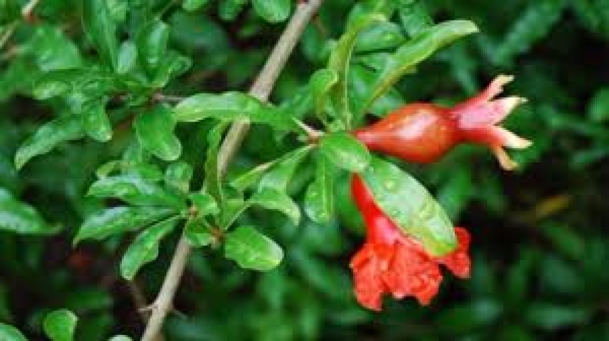 Pomegranate leaves remove wrinkles and skin problems, Know how to use?