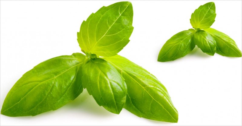 Hair Care Tips: Use basil leaves like this for hair care, you will get relief from many problems
