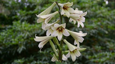 सात सबसे सुन्दर हिमालयी फूल