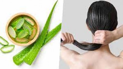 To make hair strong and soft, apply aloe vera gel in this way, there will be more benefits