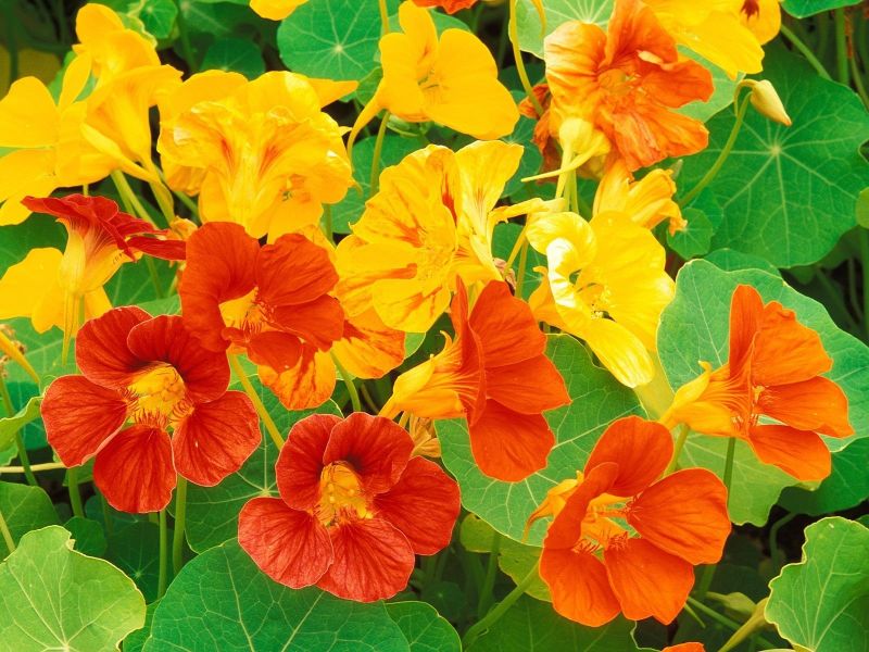 4 Amazing usages of Nasturtium aka Jalkumbhi flower