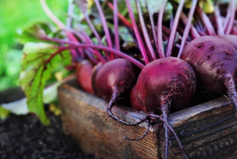 Unveiling the Vibrant Bounty: Exploring the 7 Incredible Benefits of Beetroot