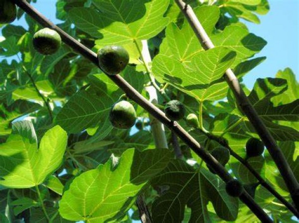 What Can You Use in Place of Figs? Find Out What the Experts Have to Say