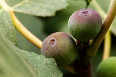 The Best Way to Consume Figs for People with Diabetes: Fresh or Dried?