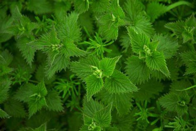 The Improbable Advantages of Stinging Nettle