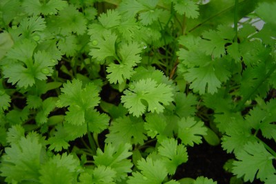How to Successfully Cultivate Coriander in Your Yard