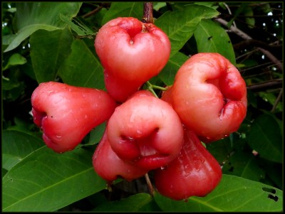 Benefits of Water Apples: From Weight Loss to Heart Health