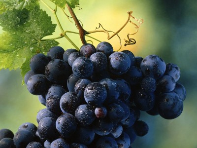 Nutritional Immunity: 5 Advantages of Consuming Grapes