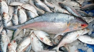 Huge bunch of 'Hilsa' may land in Bengal before Puja at lowest price