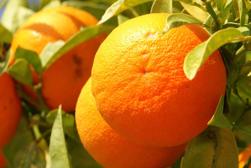 Orange: Professional Nutrition Advice