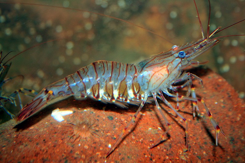 Is prawn good for you or bad for you?
