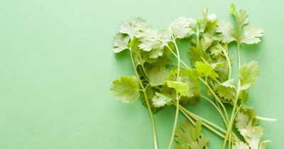 A Step-by-Step Guide to Growing Coriander In A Water Bottle