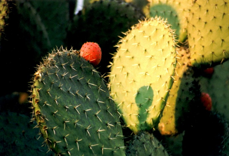 Finding the Nopal Truth: Expert-Curated Health Insights