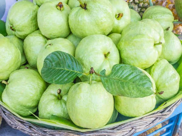 Consumption of  Guava takes care of the eyes