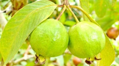 10 amazing health benefits of Guava which will make you to include in your diet
