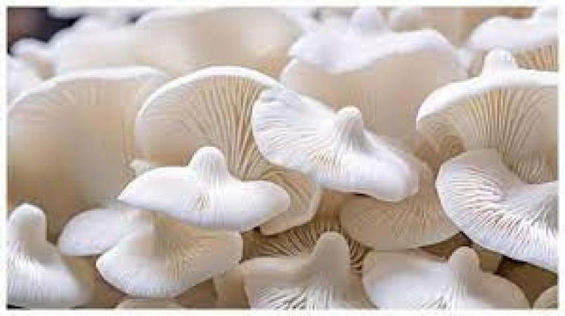 Eat these mushrooms in winter, you will get more benefits than non-veg