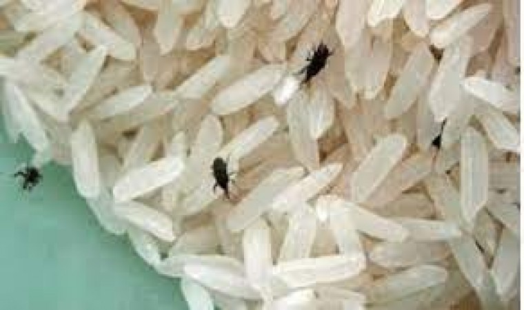 Insects and mold develop when rice and pulses are stored, so keep them fresh for many months