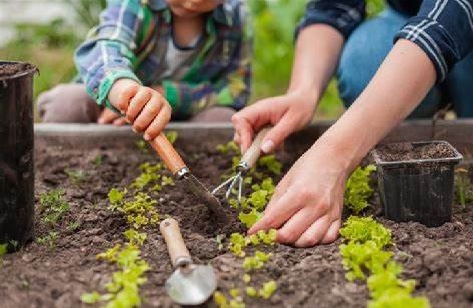 Gardening: Beginner's Guide to Growing Your Own Organic Vegetables