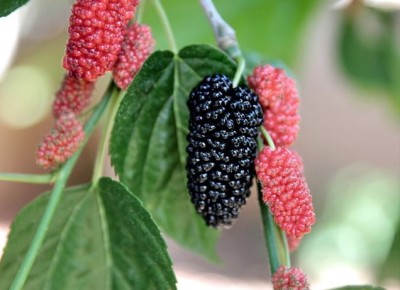 Exploring the Flavors of India: Five Native Wild Berries You Should Know