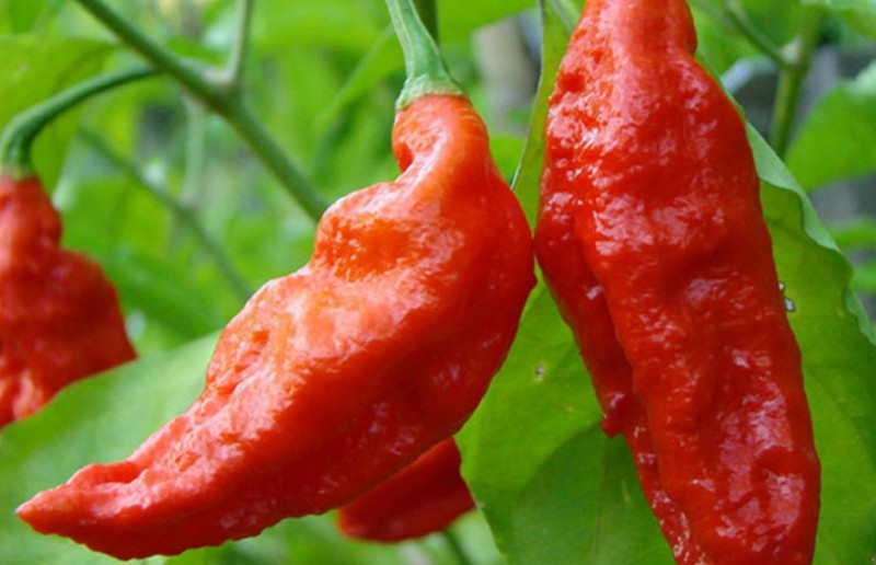 The Hottest Chili Pepper in the World: The Carolina Reaper
