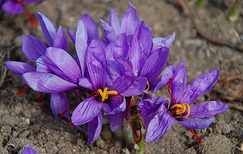 The World's Most Expensive Spice: Unraveling the Elixir of Saffron