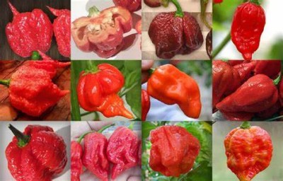Spiciest chili peppers in the world