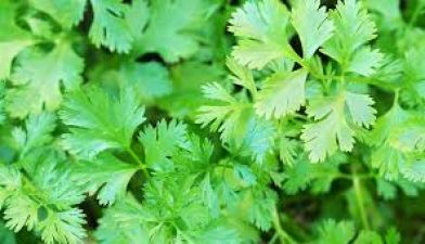 3 ways to store Coriander leaves for a long period
