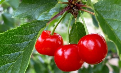 Cherry Tart Day: A Tart and Tasty Boost for Your Well-Being