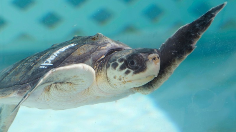 Do people die after eating turtle meat?
